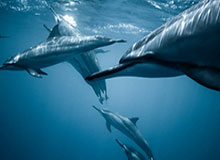 IM电竞平台——引领新时代电竞体验的首选平台